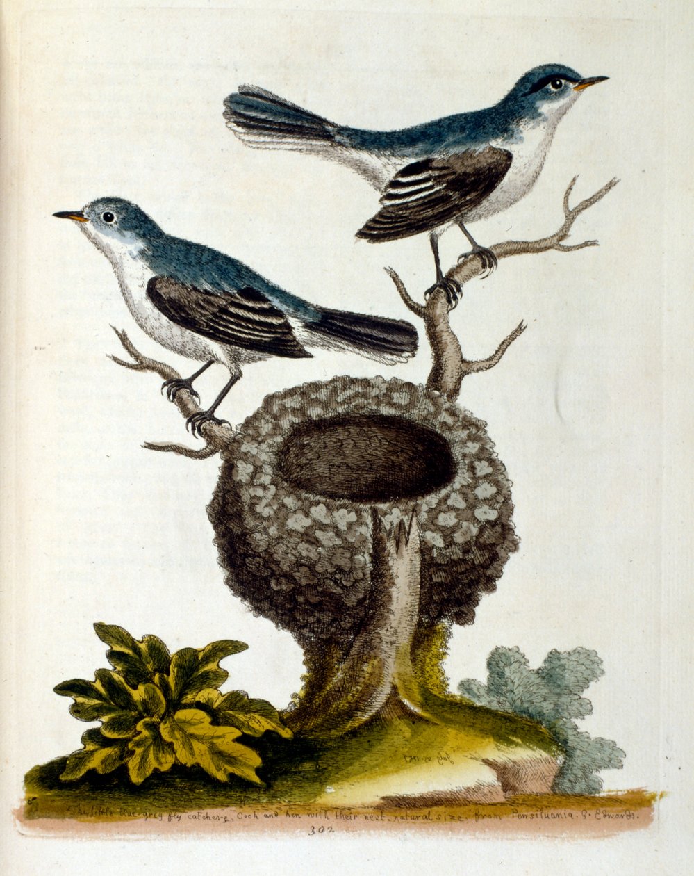 Ilustração a aguarela de um livro sobre aves raras de G Edwards, 1750. George Edwards (1694-1773) foi um naturalista e ornitólogo britânico. Viajou muito pela Europa, estudando a história natural e as aves em particular. Ganhou algum reconhecimento de Unbekannter Künstler