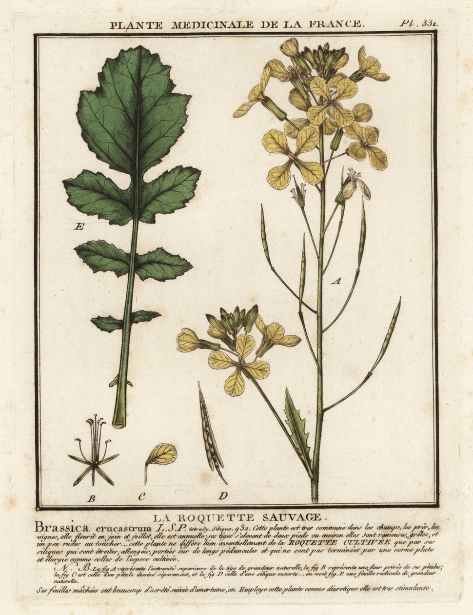 Foguetão com folhas de água, Erucastrum nasturtiifolium. de Unbekannter Künstler