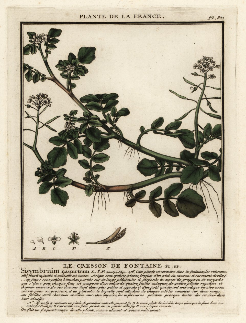 Agriões de água, Nasturtium officinale. de Unbekannter Künstler
