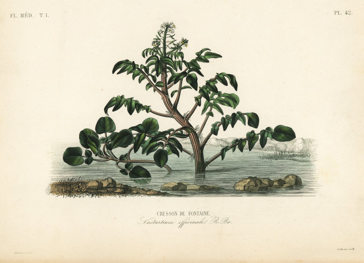 Agriões de água ou amarelos, Nasturtium officinale, Cresson de fontaine de Unbekannt