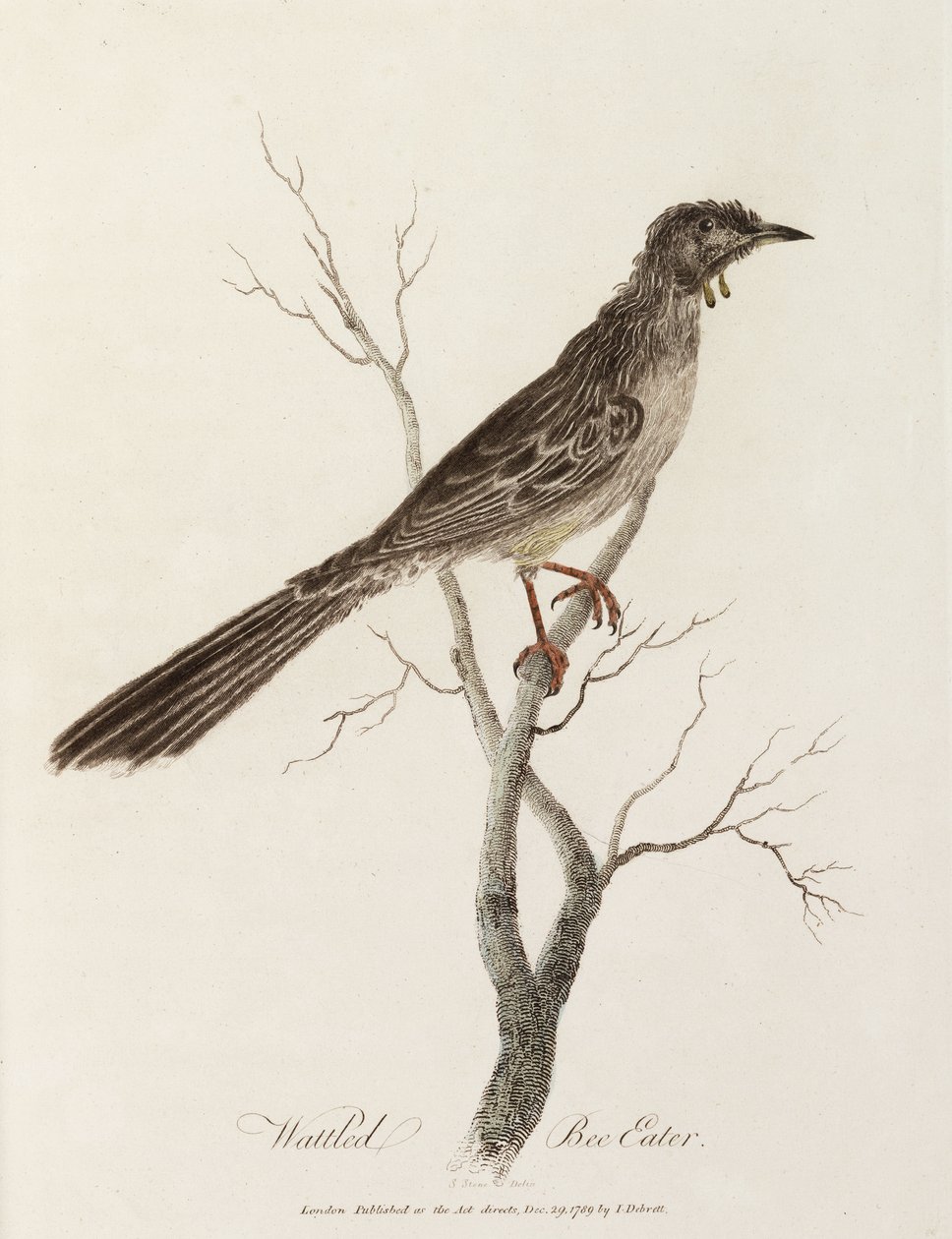 Comedor de Abelhas Wattled de Unbekannter Künstler