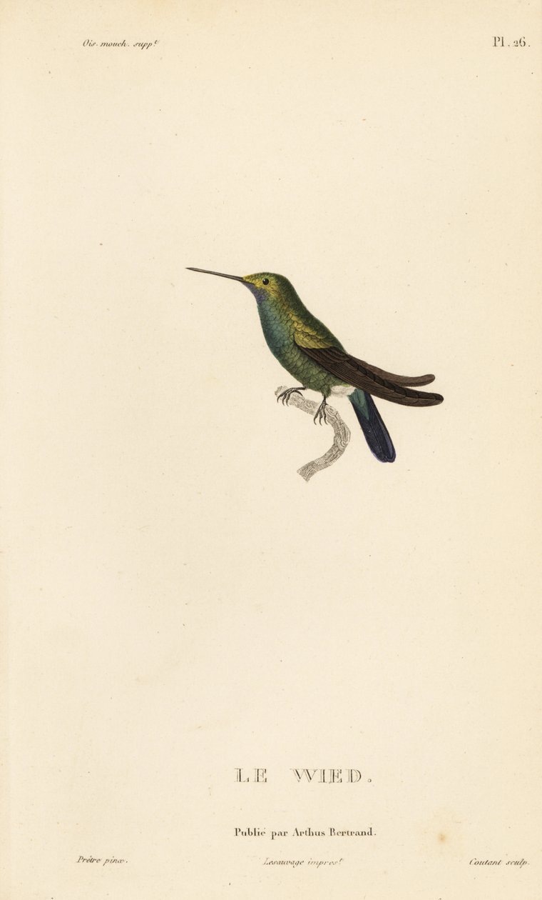 Colibri de Wed ou de Neuwied, Trochilus cyanogenys ou Ornismya wiedii. Gravura em metal aço colorida à mão por Coutant a partir de uma ilustração de Jean-Gabriel Pretre da História Natural do Género Colibri de Colibri, de René Primevere Lesson. de Unbekannter Künstler