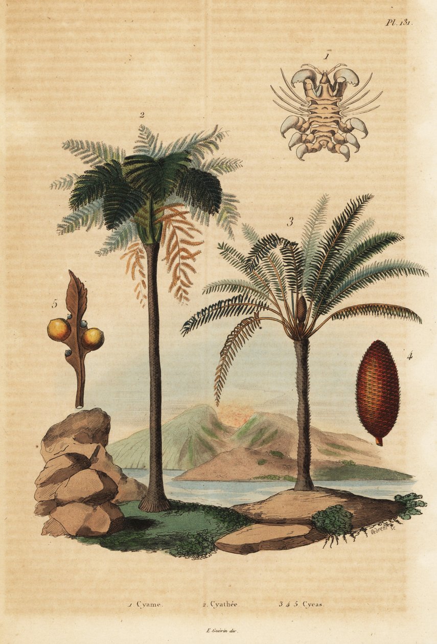 Piolho de baleia, Cyamus ovalis 1, Cyathea arborea 2, Cyathea arborea 2, e Cycas revoluta 3-5, palmeira sagu japonesa de Unbekannt