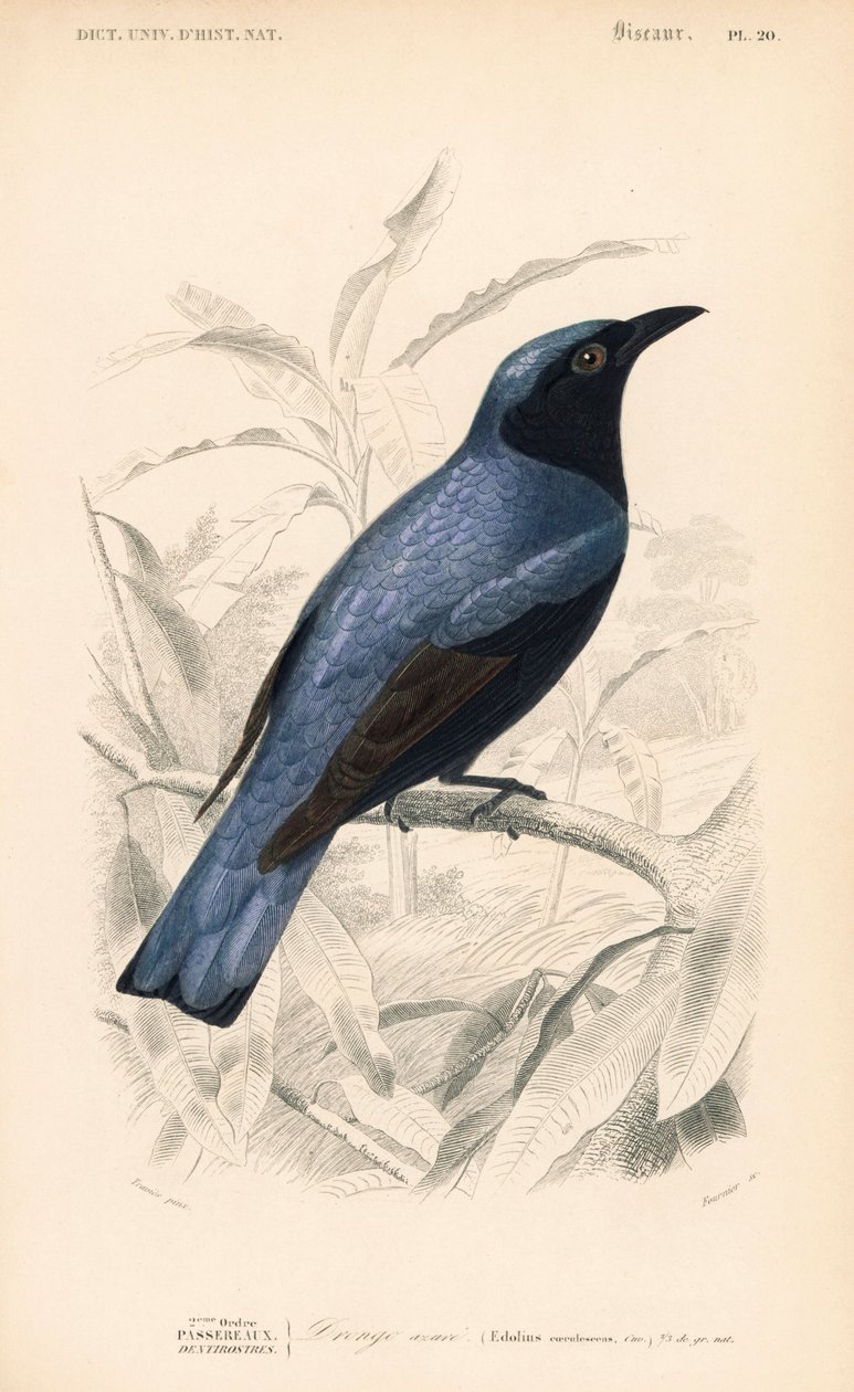Drongo de barriga branca, Dicrurus caerulescens. Gravura colorida à mão por Fournier a partir de uma ilustração de Edouard Travies do Dictionnaire Universelle d