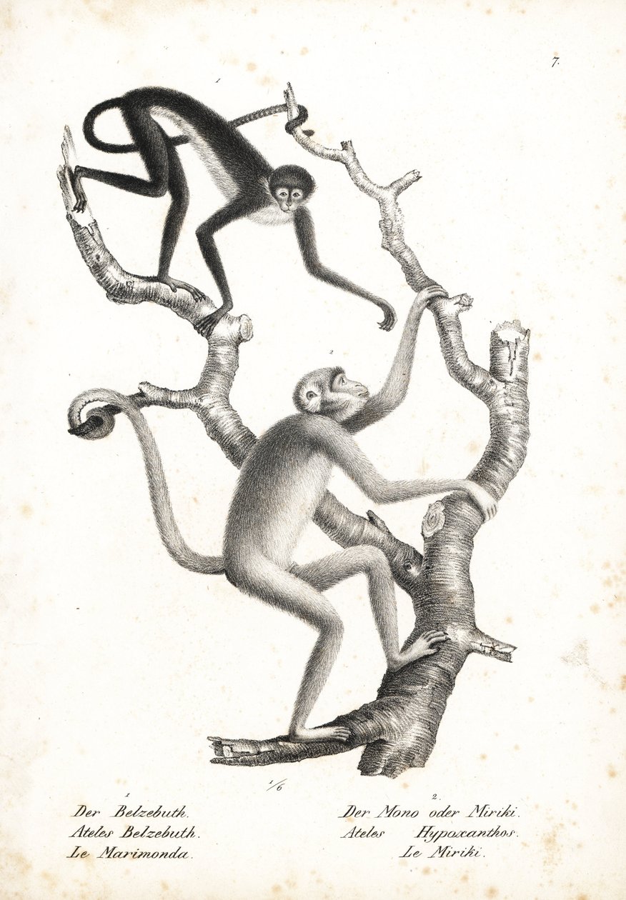 Macaco-aranha de barriga branca, Ateles belzebuth (em perigo), e muriqui do norte, Brachyteles hypoxanthus (Ateles hypoxanthus), criticamente em perigo. Litografia de Karl Joseph Brodtmann da História Natural Ilustrada dos Animais de Heinrich Rudolf Schinz de Unbekannter Künstler