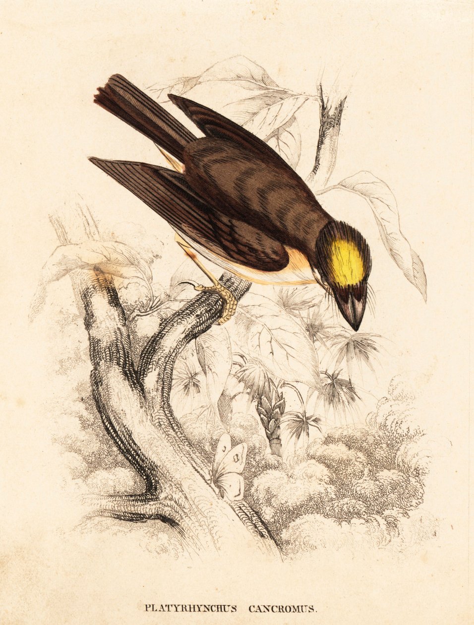 Bico-de-papagaio-de-garganta-branca, Platyrinchus mystaceus (bico-de-papagaio-de-crista-amarela, Platyrhynchus cancromus). Gravura em metal aço colorida à mão da Galeria de História Natural de Georg Friedrich Treitschke, Naturhistorischer Bildersaal des Th de Unbekannter Künstler