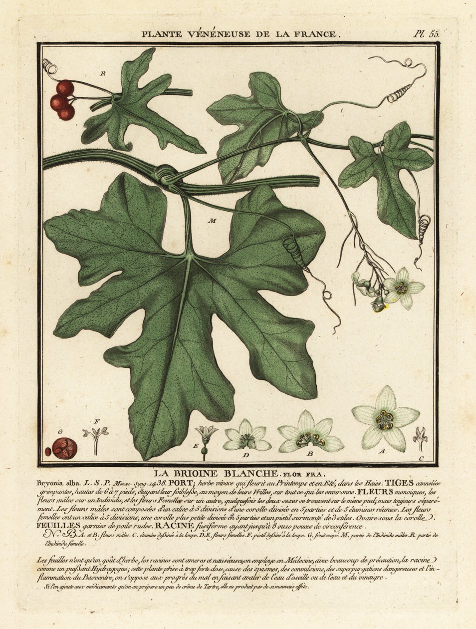 Bryonia alba, Bryonia alba. de Unbekannter Künstler