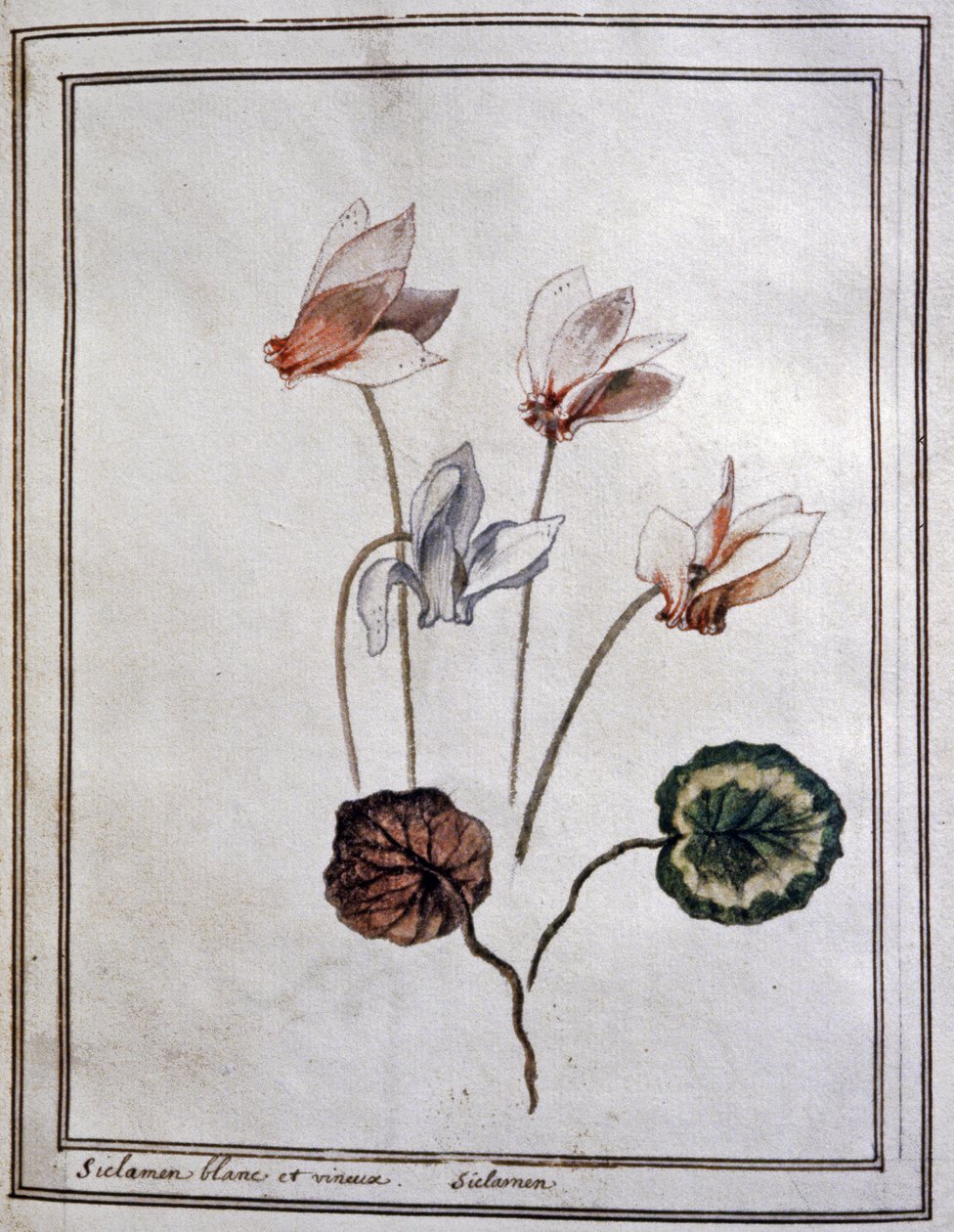 Ciclame branco de Unbekannter Künstler
