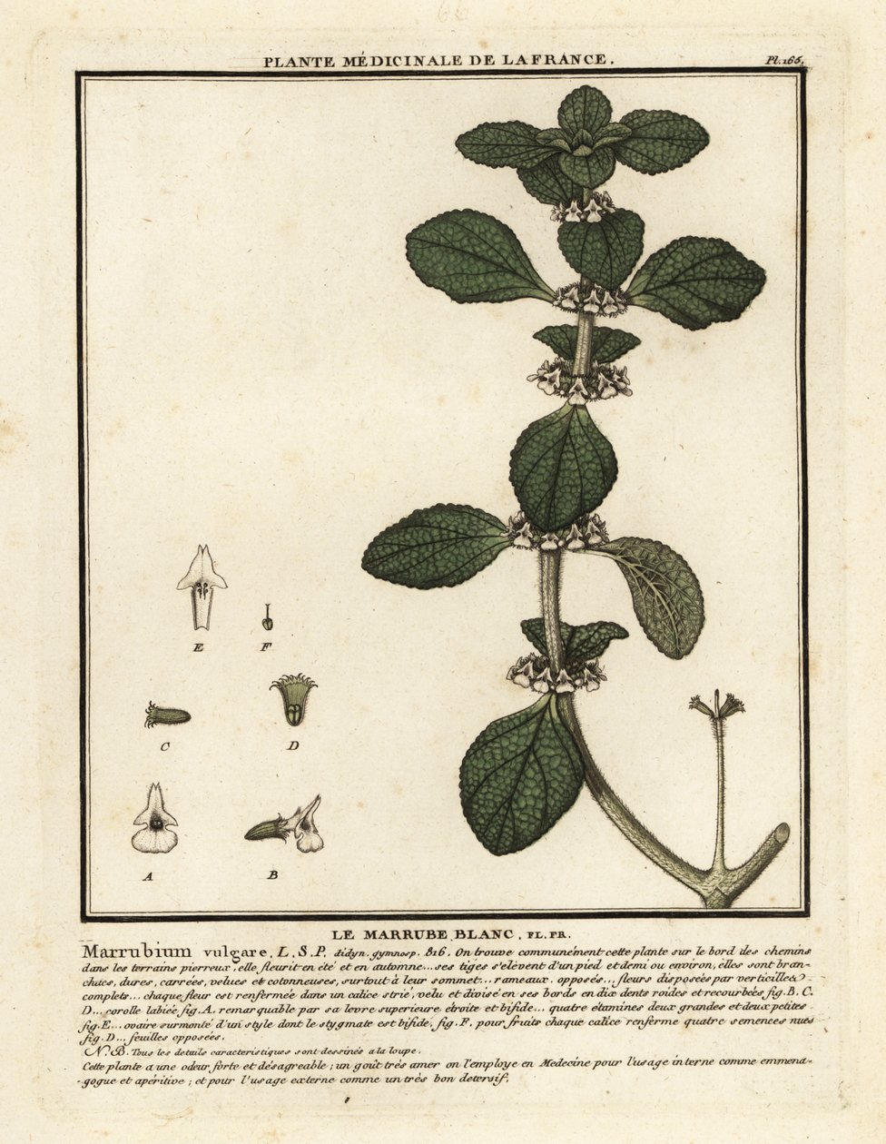 Marroio branco, Marrubium vulgare. de Unbekannter Künstler