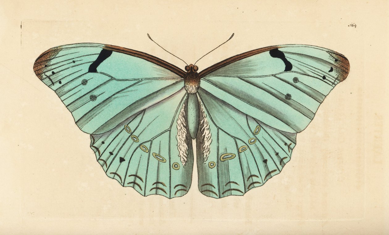 Morfo branco, Morpho laertes de Unbekannt