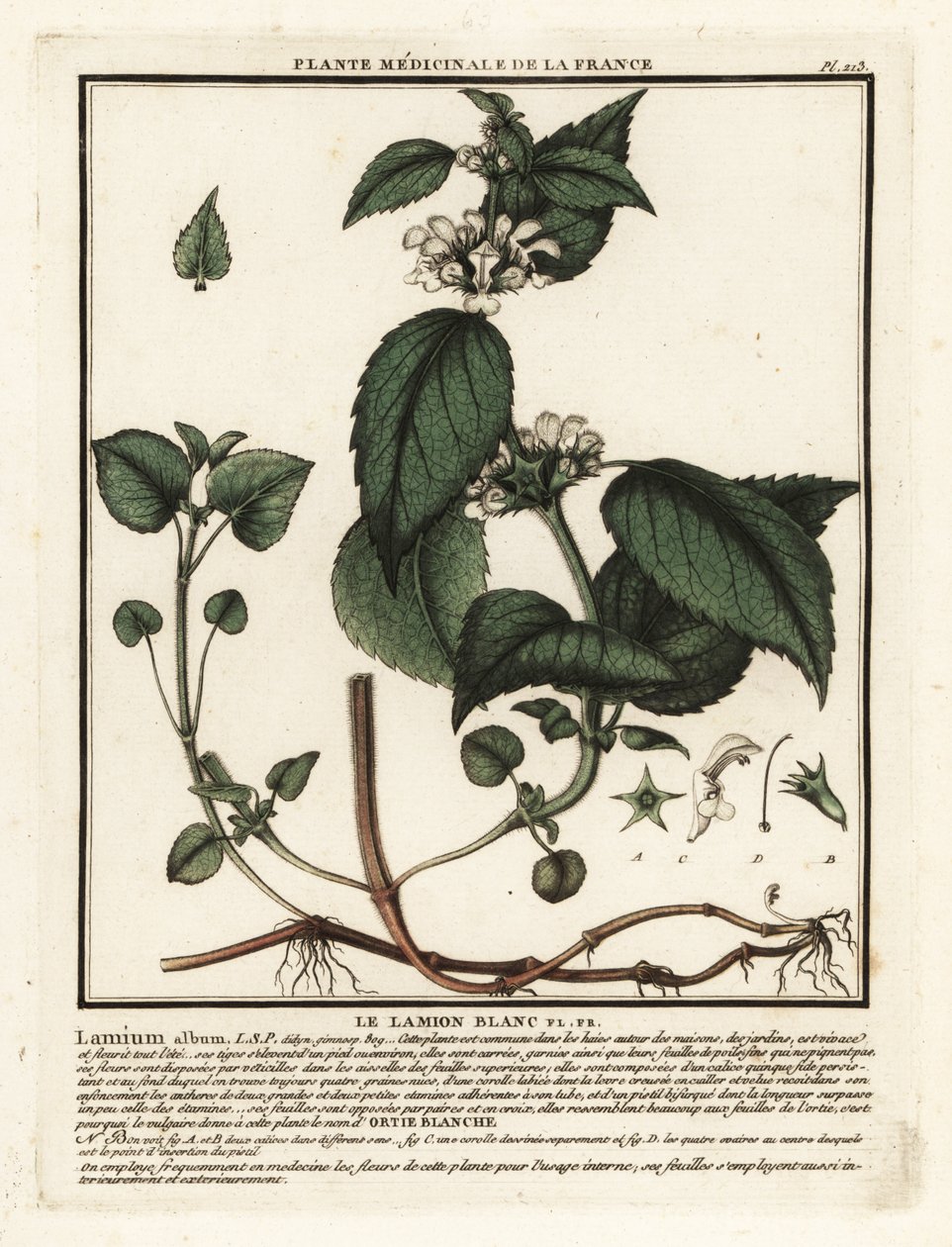 Urtiga branca, álbum Lamium. de Unbekannter Künstler