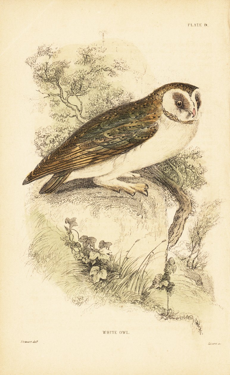 Coruja branca ou coruja de celeiro, Tyto alba, empoleirada em uma rocha. 1889 (gravura) de Unbekannter Künstler