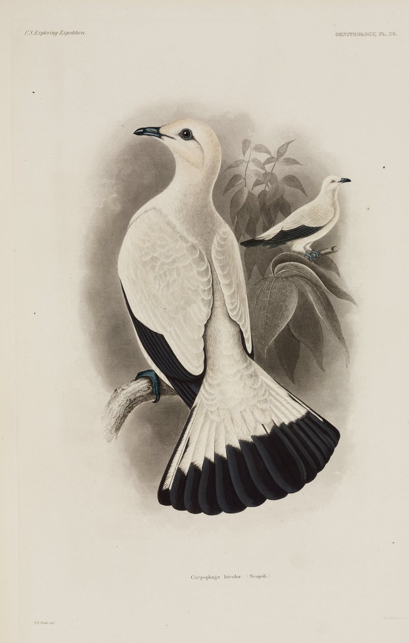 Pombo branco de Unbekannter Künstler