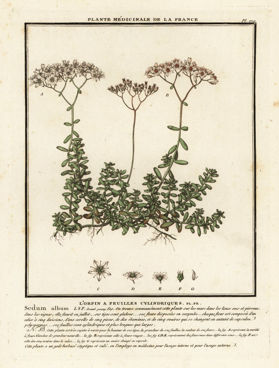 Stonecrop branco, álbum Sedum. de Unbekannter Künstler