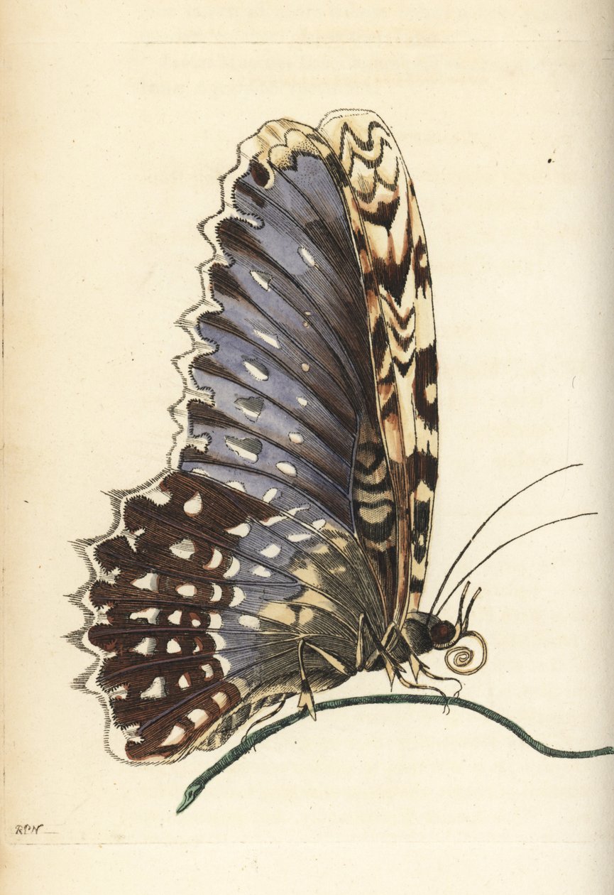 Traça da bruxa branca, Thysania agrippina (borboleta Agrippina, Phalaena agrippina). Ilustração desenhada e gravada por Richard Polydore Nodder segundo Maria Sibylla Merian. Gravura em chapa de cobre colorida à mão da obra The Naturalist de George Shaw e F de Unbekannter Künstler