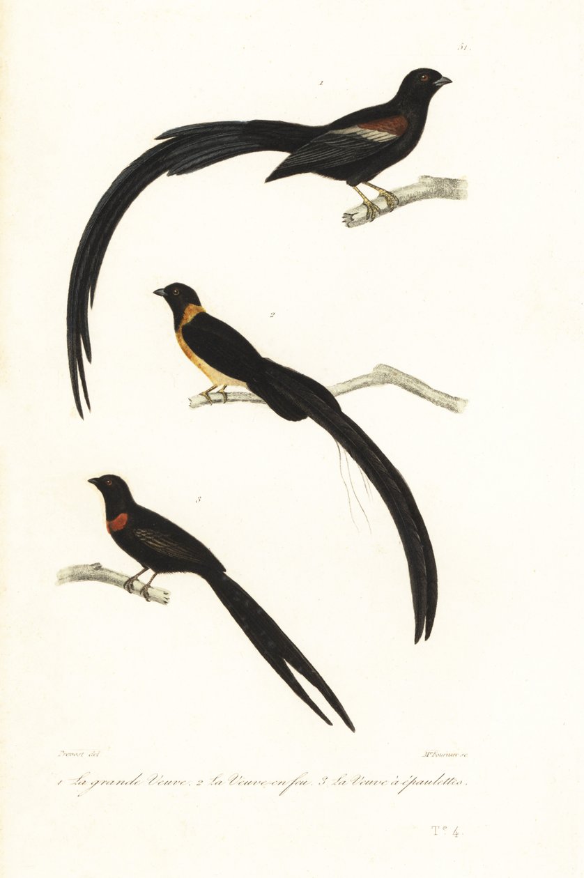 Whydah birds e widowbird. de Unbekannter Künstler