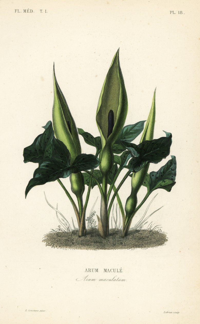 Arum maculatum, Arum maculatum, Arum macule, Arum maculatum de Unbekannt