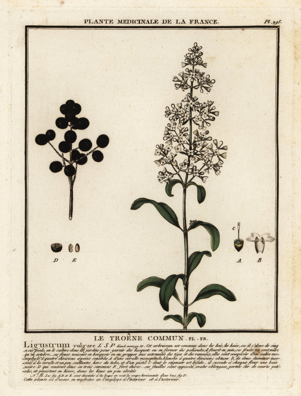 Ligustrum vulgare, Ligustrum vulgare. de Unbekannter Künstler