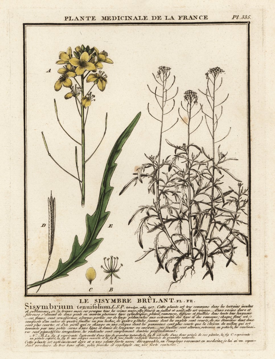 Foguete selvagem, Diplotaxis tenuifolia. de Unbekannter Künstler