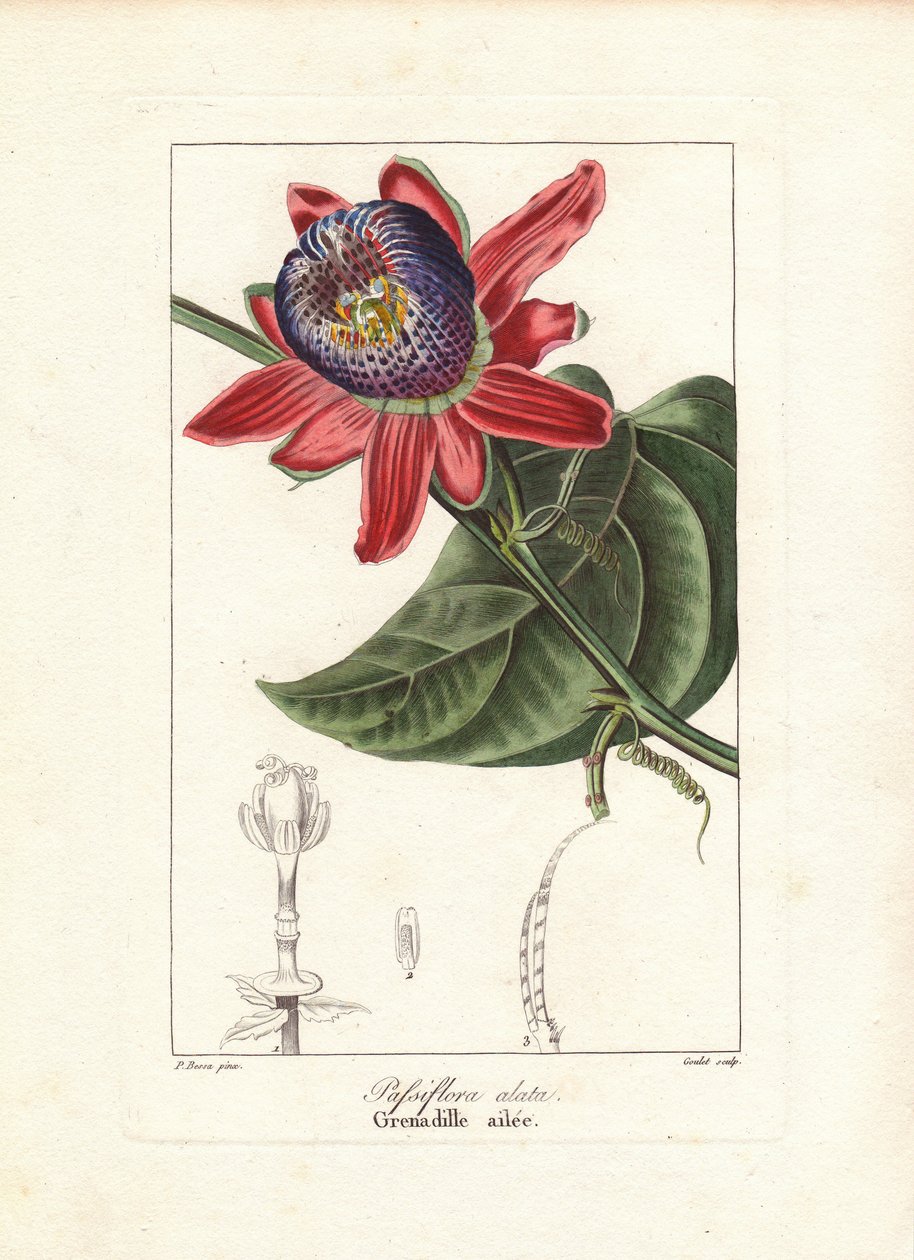Passiflora alata, nativa do Brasil. Gravura a água-forte colorida à mão sobre cobre por Goulet a partir de uma ilustração botânica de Pancrace Bessa do "Herbier General de l