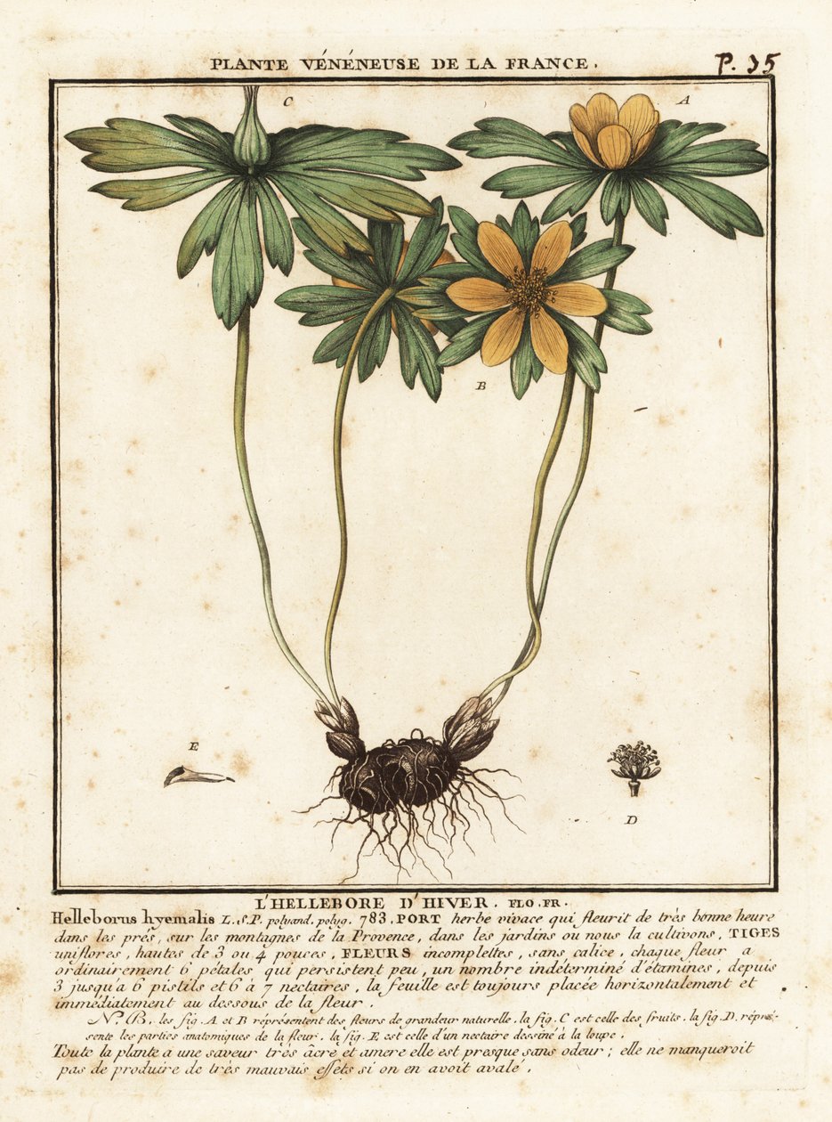 Aconita de Inverno, Eranthis hyemalis. de Unbekannter Künstler