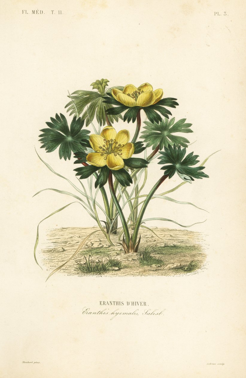 Aconita de inverno, Eranthis hyemalis, Eranthis d