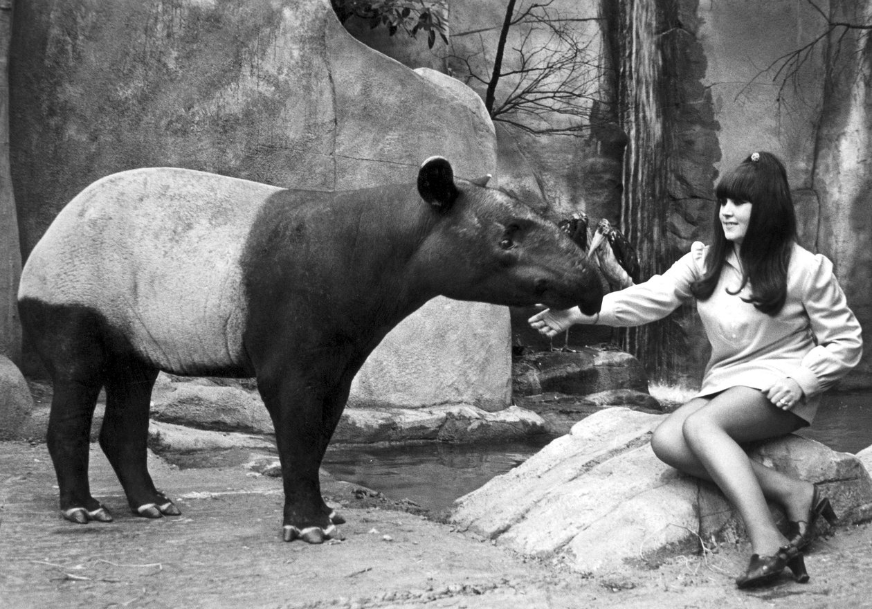 Mulher a alimentar uma anta, Belle Vue Zoo, Manchester, Abril de 1970 de Unbekannt