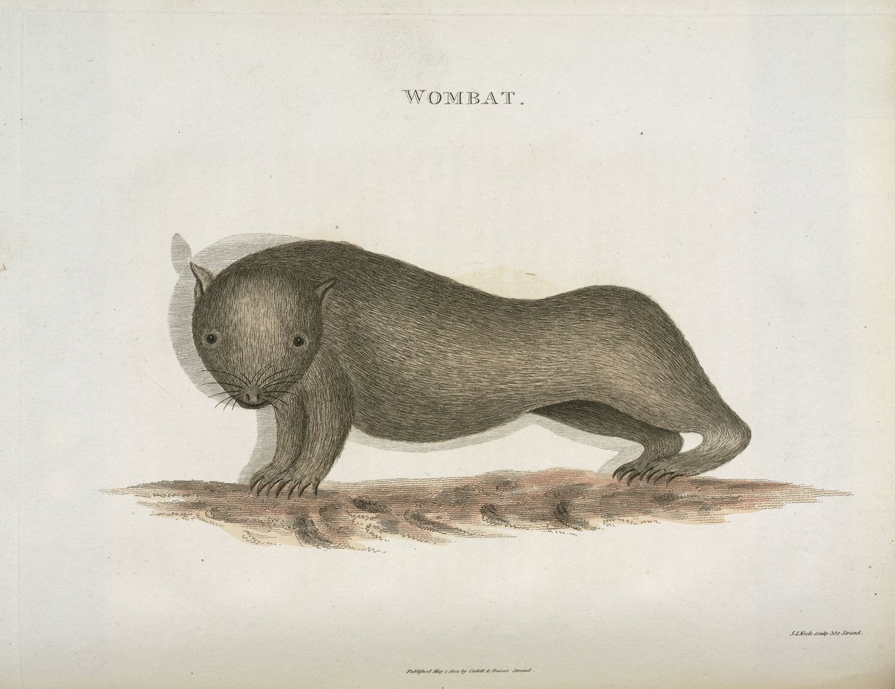 Wombat, Austrália, c 1798 de Unbekannt