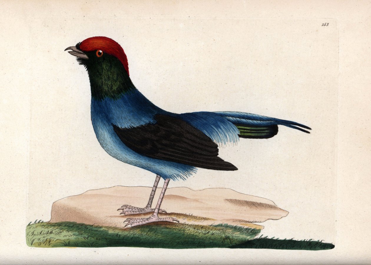 Manakin maravilhoso (Chiroxiphia linearis). Ilustração não assinada (George Shaw e Frederick nodder). Litografia em The Naturalist