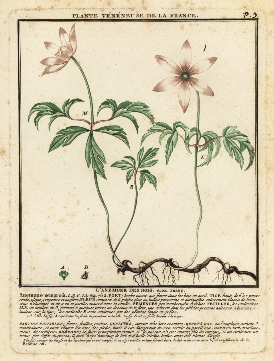 Anémona de madeira, nemorosa de anémona. de Unbekannter Künstler