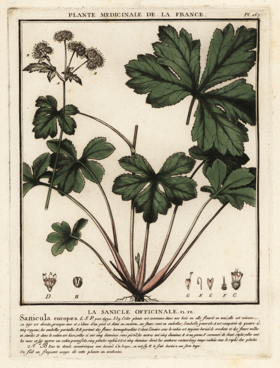 Sanicula de madeira, Sanicula europaea. de Unbekannter Künstler