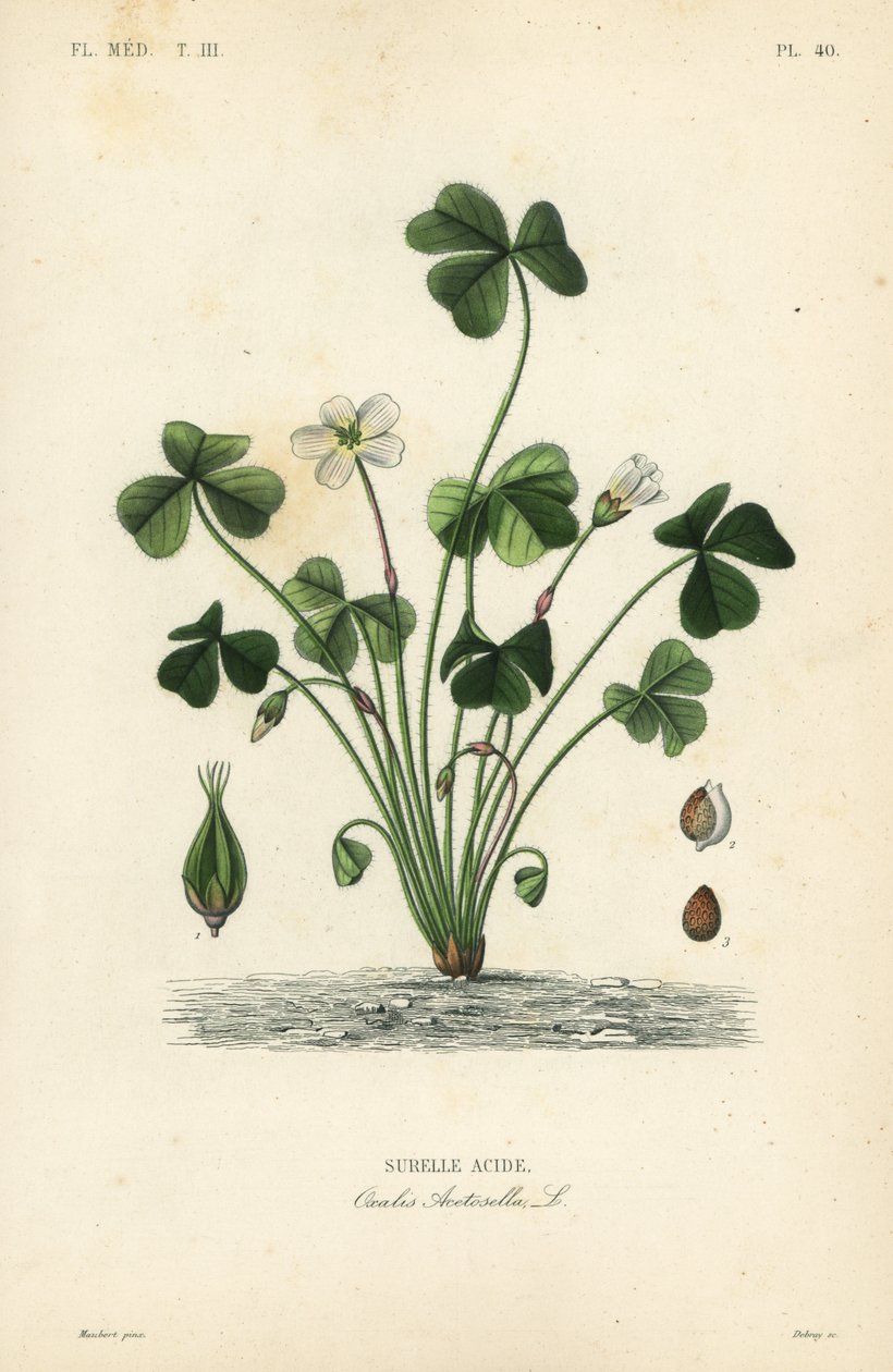Sorrel de madeira, acetosella de Oxalis, acide de Surelle de Unbekannt