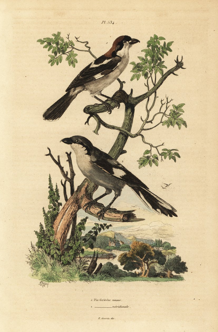 Woodchat shrike, Lanius senator, e Southern grey shrike, Lanius meridionalis de Unbekannt