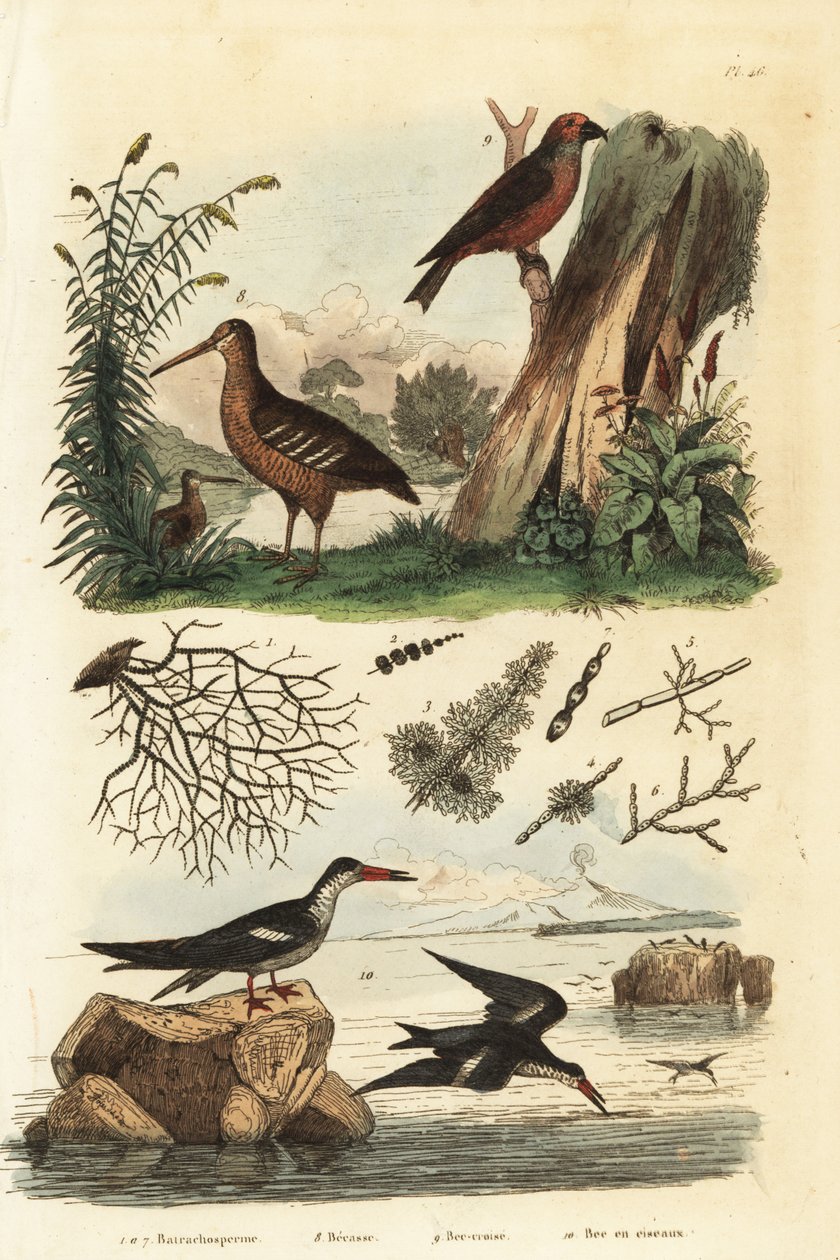 Woodcock, Scolopax rusticola, red crossbill, Loxia curvirostra, e black skimmer, Rynchops niger Becasse, bec-croise, et bec en ciseaux de Unbekannt