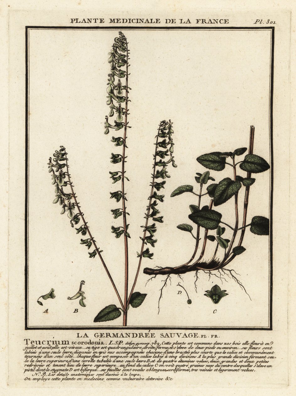 Germe de floresta, Teucrium scorodonia. de Unbekannter Künstler