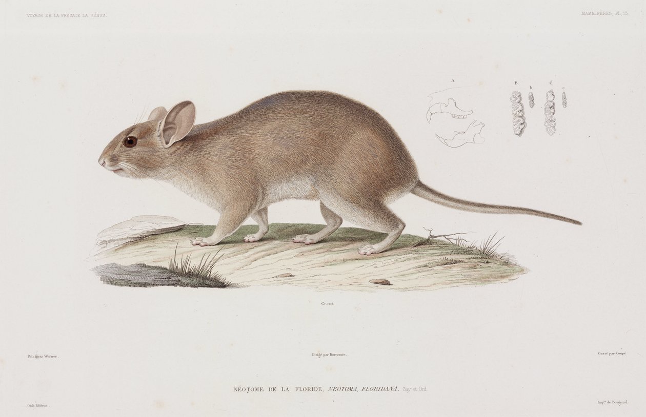 Rato de madeira, EUA de Unbekannt