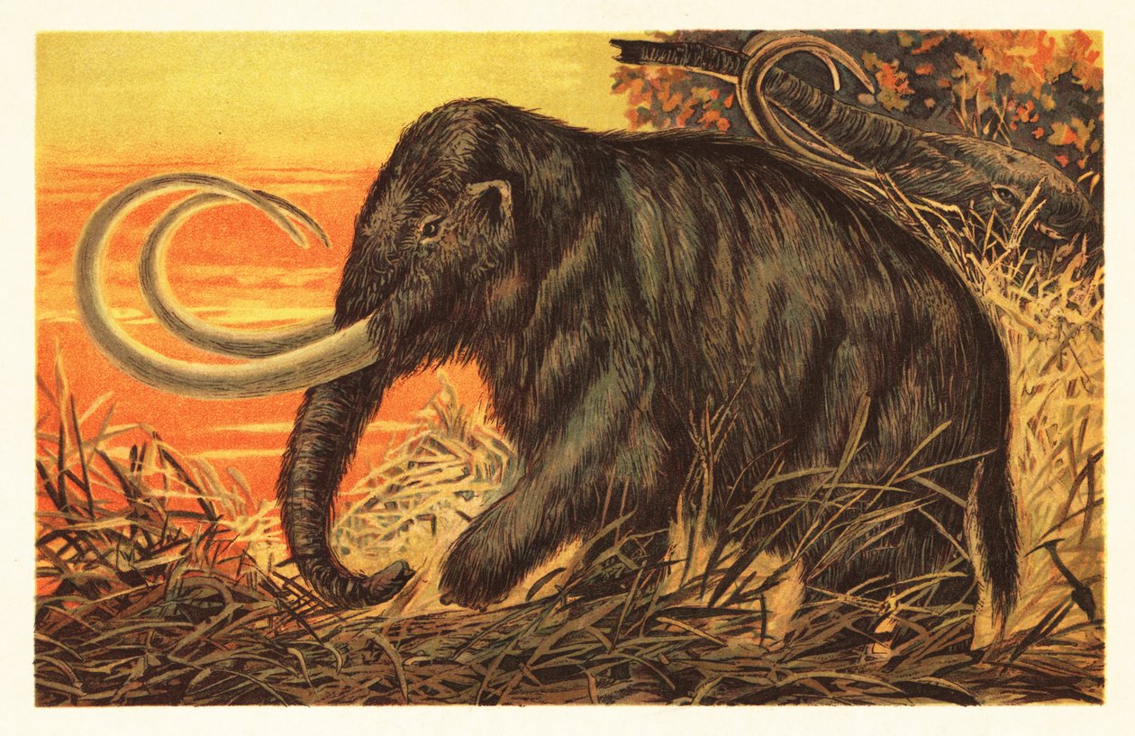 Woolly mammoth, Mammuthus primigenius.1908 (litografia) de Unbekannter Künstler