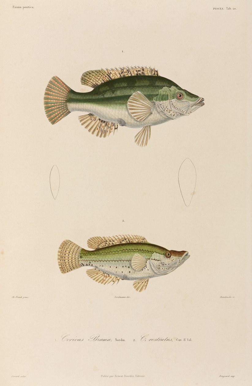 Wrasses, Mar Negro de Unbekannter Künstler