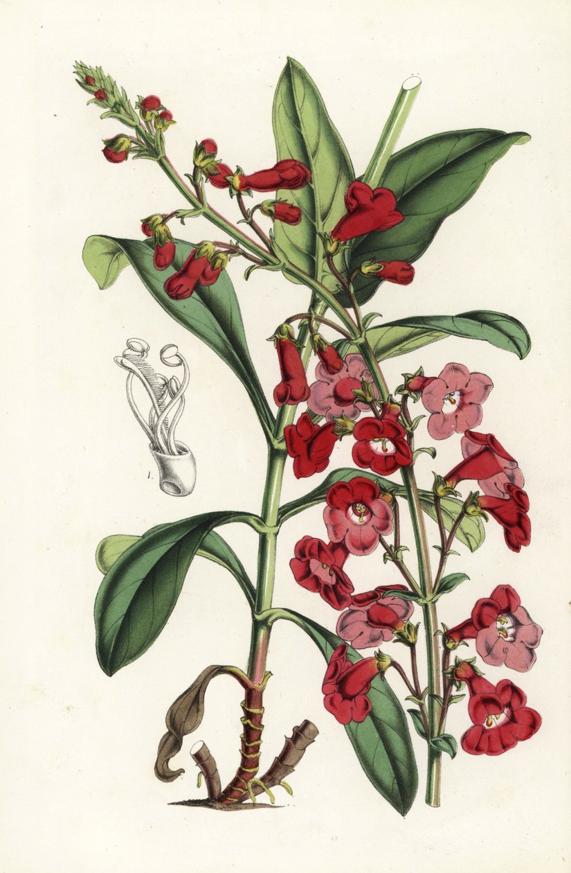 Língua-de-barba de Wright, Penstemon wrightii (Pentstemon wrightii). Litografia colorida à mão da obra de Louis van Houtte e Charles Lemaire, Flowers of the Gardens and Hothouses of Europe, Flore des Serres et des Jardins de l