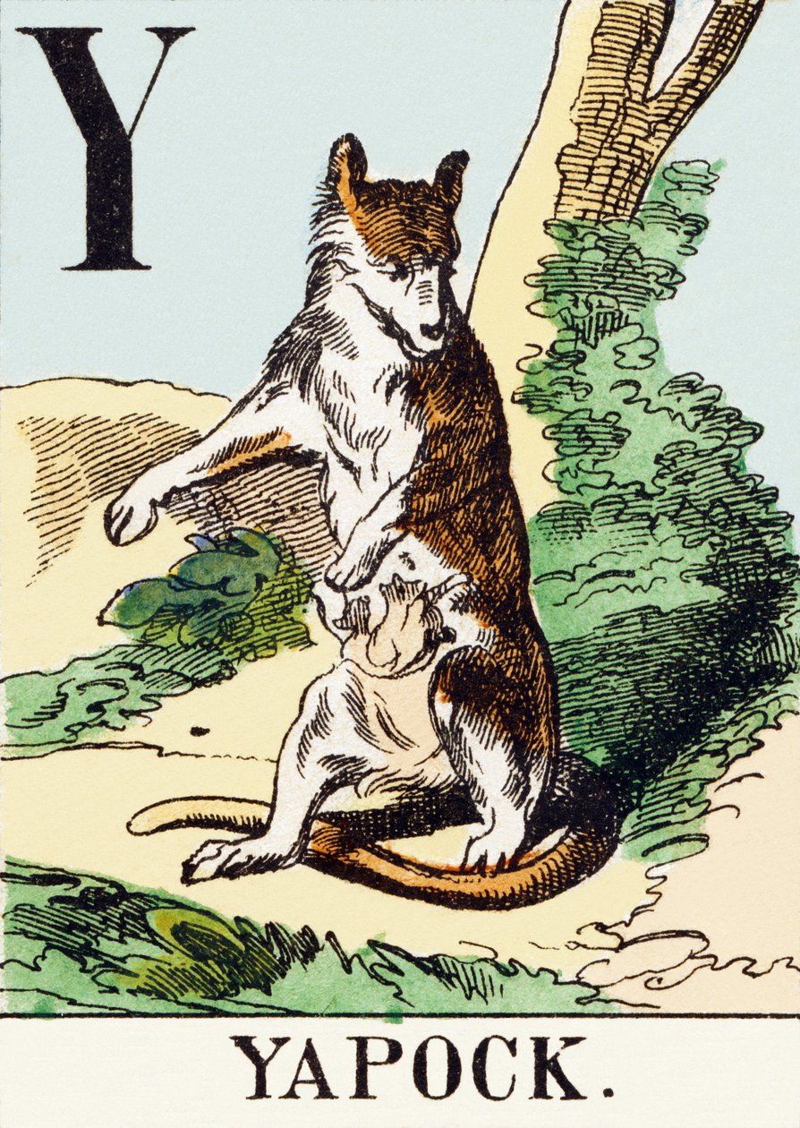 Y: Yapock - The Hunting Alphabet, c.1890 (gravura) de Unbekannt
