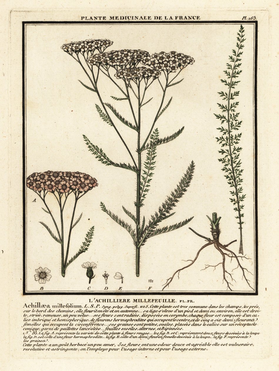 Yarrow, Achillea millefolium. de Unbekannter Künstler