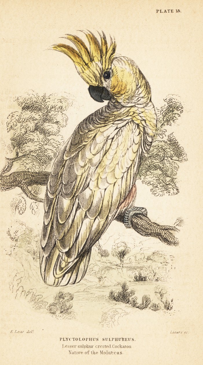 Cacatua de crista amarela, Cacatua sulphurea. Criticamente em perigo1889 (gravura) de Unbekannter Künstler