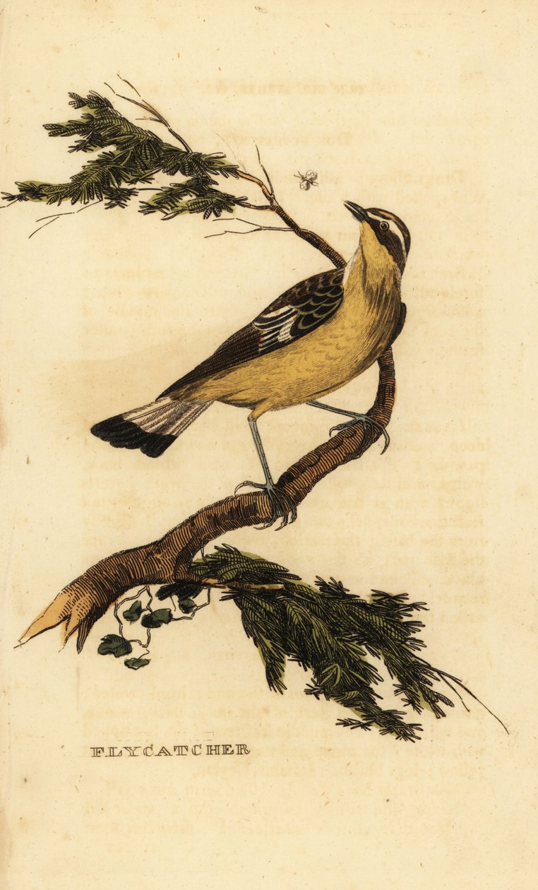 Apanhador de moscas de salto amarelo, Ficedula zanthopygia. 1815 (gravura) de Unbekannter Künstler