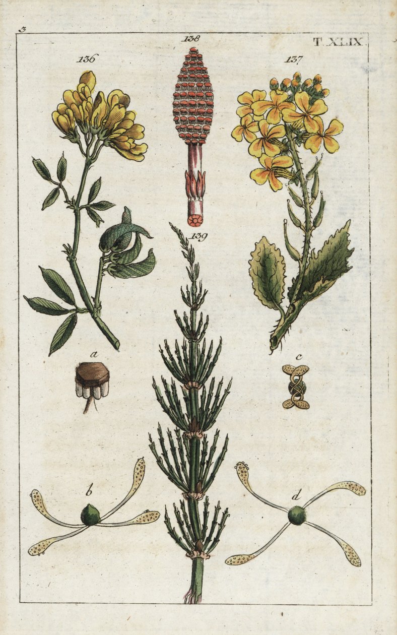 Alfafa amarela (alfafa), Medicago falcata 136, rabanete selvagem (ravenelle), Raphanus raphnistrum 137, e cavalinha dos campos (prele des champs), Equisetum arvense 138/139. Gravura em chapa de cobre colorida à mão de uma ilustração botânica da obra de G.  de Unbekannter Künstler