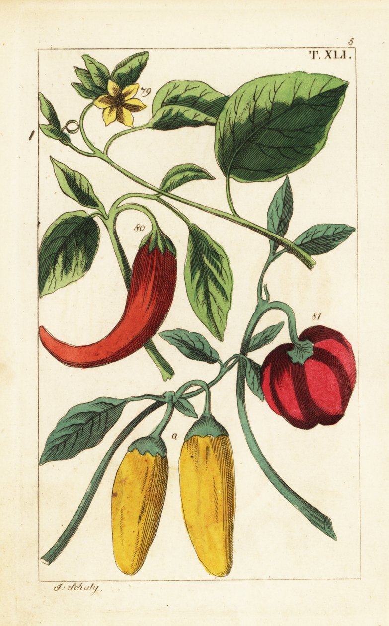 Pimentos de campainha amarelos e vermelhos, Capsicum annuum. de Unbekannter Künstler
