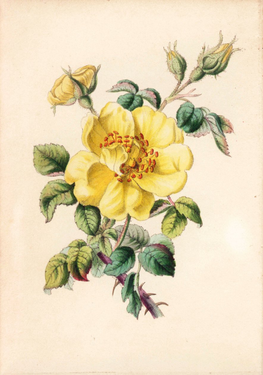 Rosa lutea, de Robert Tyas, "Queen of Flowers, or Memoirs of the Rose", Londres de Unbekannter Künstler