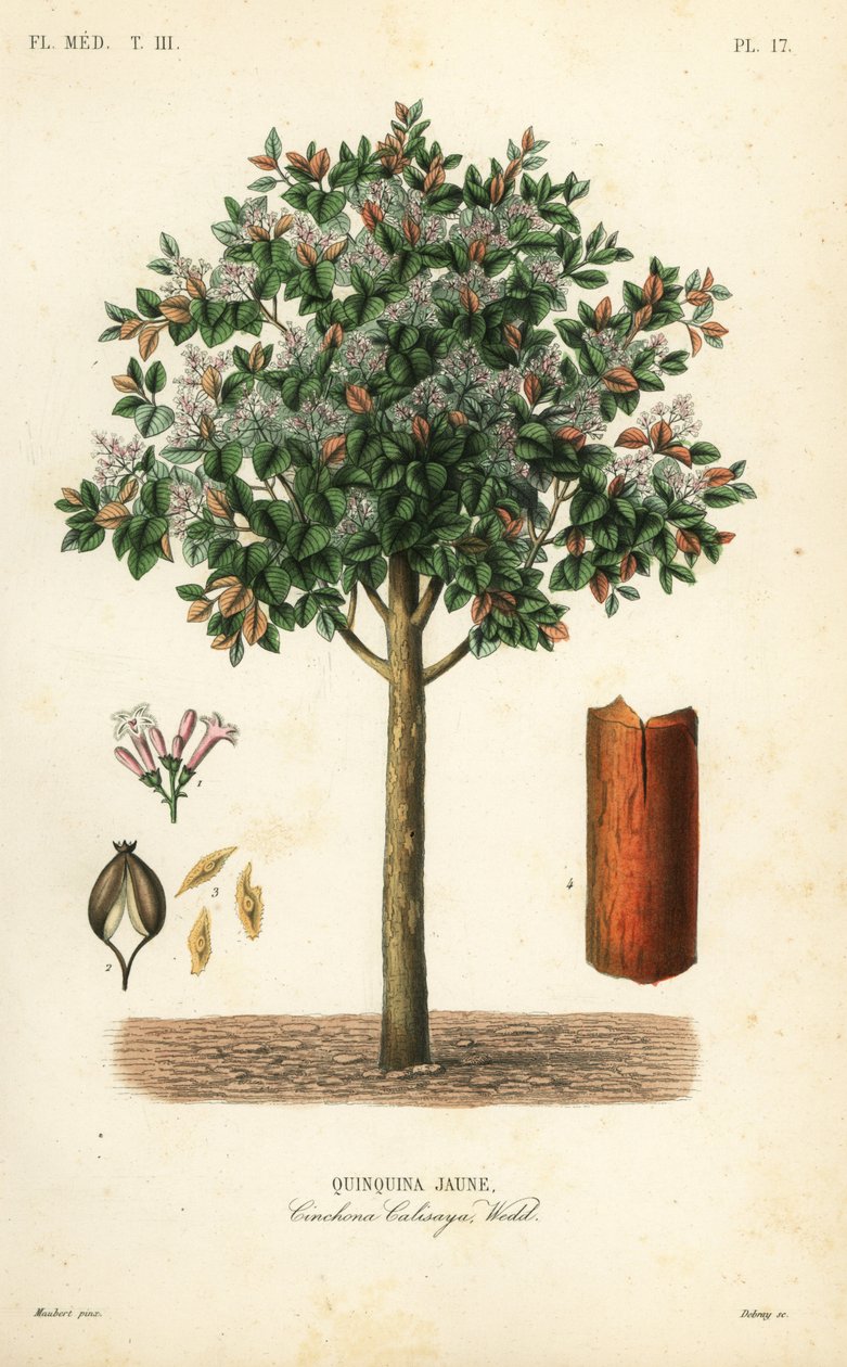 Casca de cinchona amarela, Cinchona calisaya, Quinquina jaune de Unbekannt