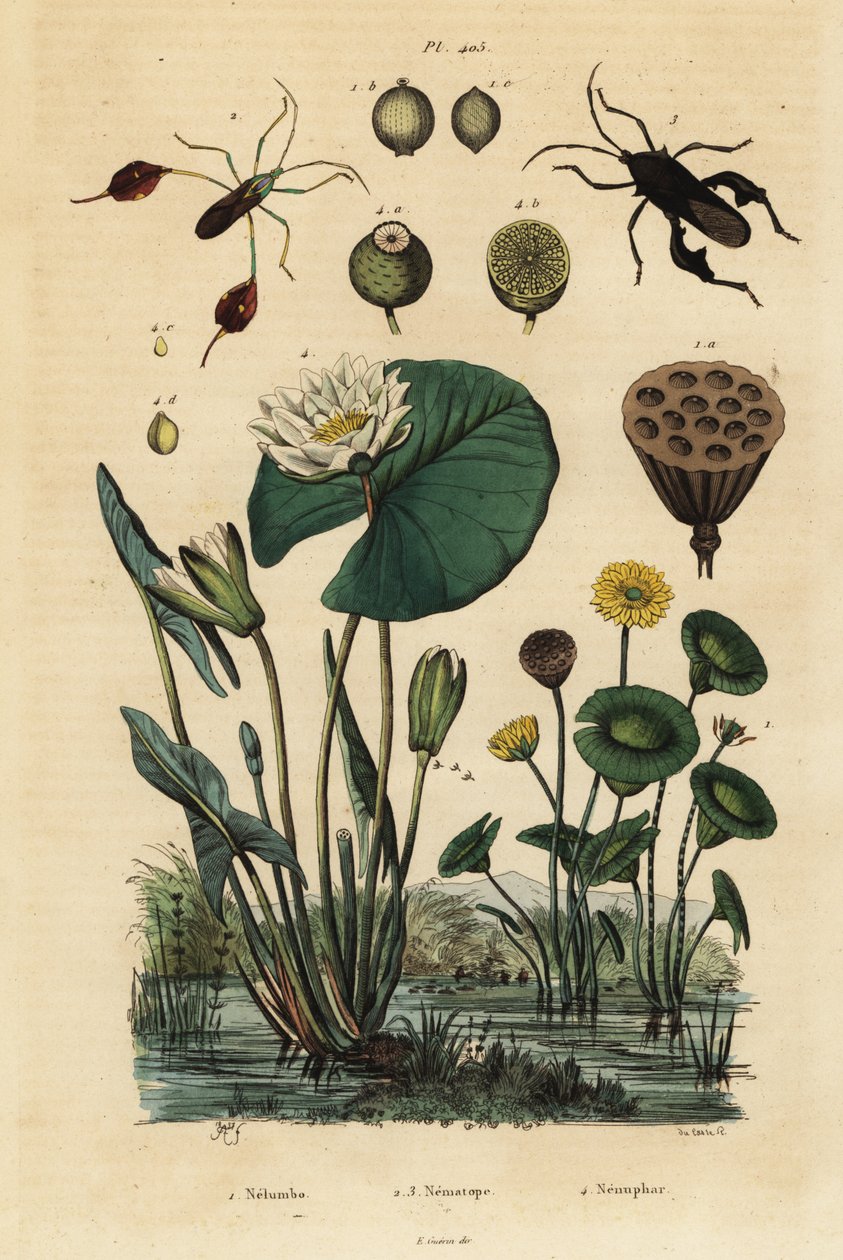 Lótus amarelo, Nelumbo lutea 1, insectos com pés de folha, Anisoscelis foliaceus 2 e Anoplocnemis curvipes 3, e lírio branco de água, Nymphaea alba 4 de Unbekannt