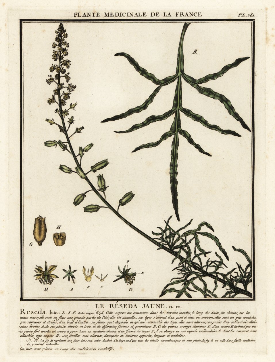 Mignonette amarelo, Reseda lutea. de Unbekannter Künstler