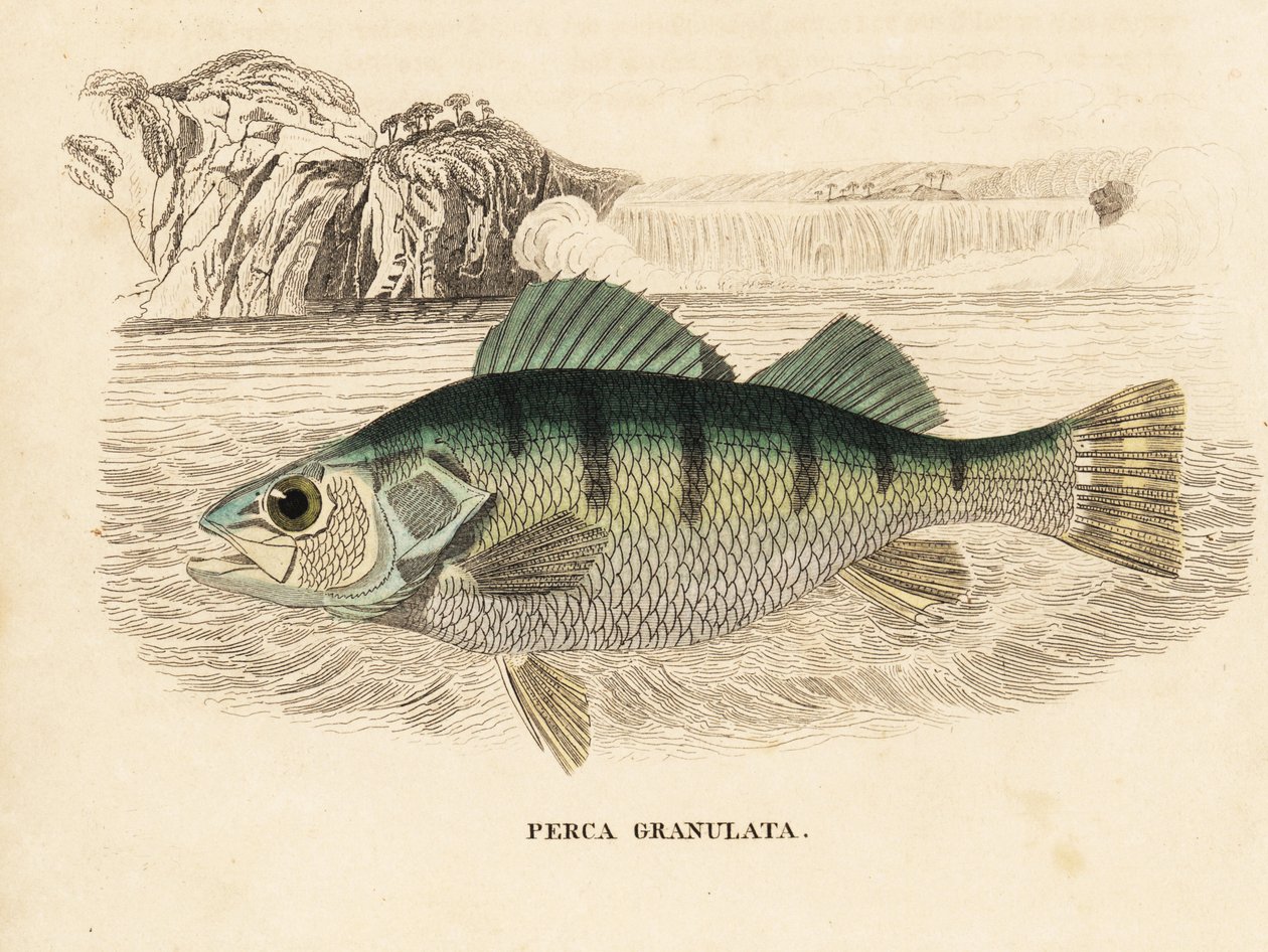 Perca amarela, Perca flavescens (Perca granulada, Perca granulata). Gravura em metal aço colorida à mão da Galeria de História Natural de Georg Friedrich Treitschke, Naturhistorischer Bildersaal des Thierreiches, Liepzig-1842. de Unbekannter Künstler